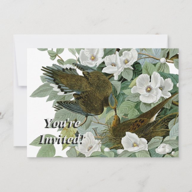 Carolina Pigeon Audubon Morning Dove Bird Invitation (Front)