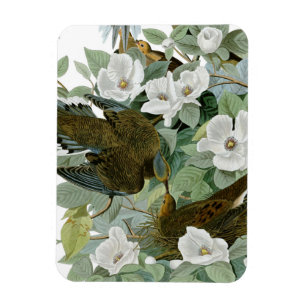 Carolina Pigeon Audubon Morning Dove Bird Magnet