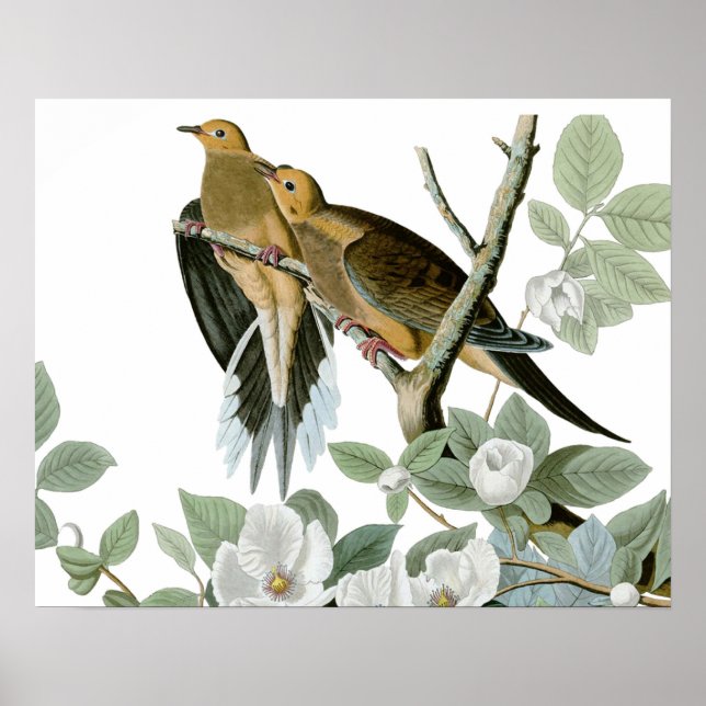 Carolina Pigeon Audubon Morning Dove Bird Poster (Front)