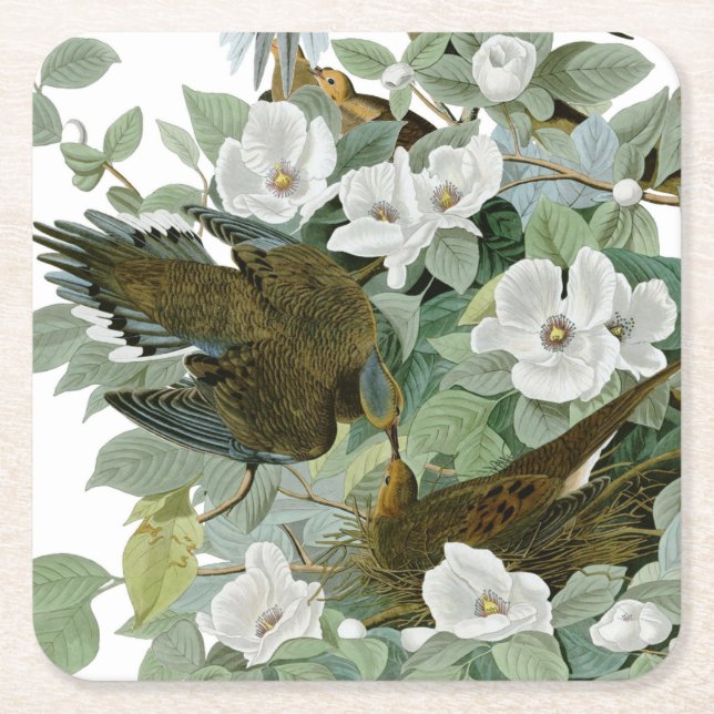 Carolina Pigeon Audubon Morning Dove Bird Square Paper Coaster (Front)