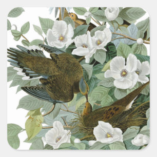 Carolina Pigeon Audubon Morning Dove Bird Square Sticker