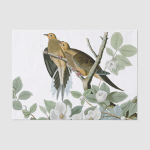 Carolina Pigeon Audubon Morning Dove Bird Tissue Paper