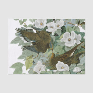 Carolina Pigeon Audubon Morning Dove Bird Tissue Paper
