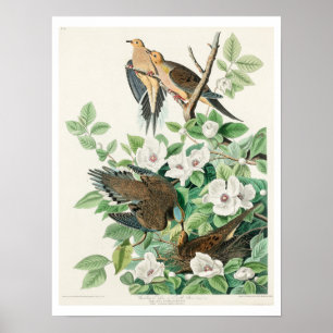Carolina Pigeon by Audubon Poster