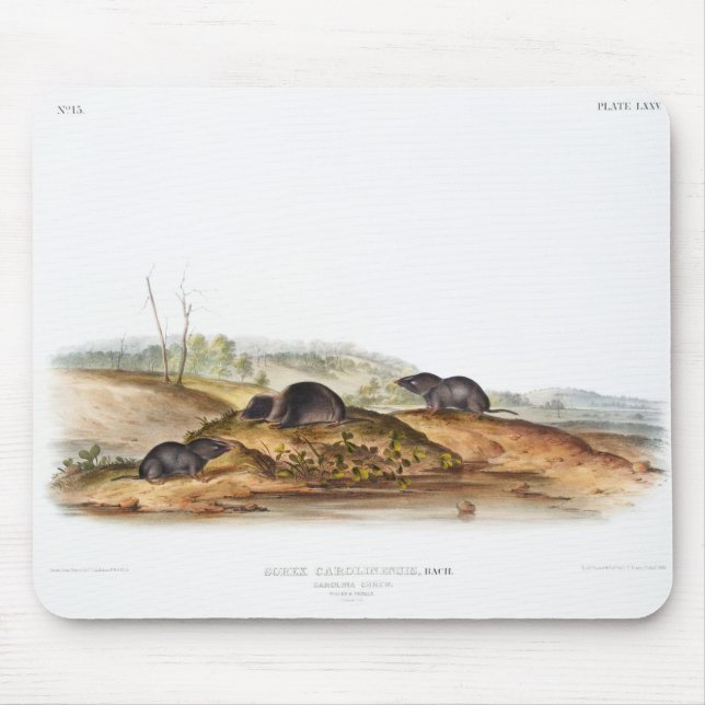 Carolina Shrew House Mouse Girl Boy Room Mouse Pad (Front)