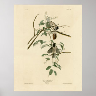Carolina Titmouse from Audubon's Birds of America Poster