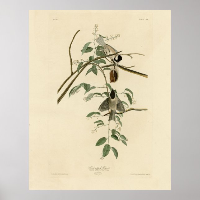 Carolina Titmouse from Audubon's Birds of America Poster (Front)