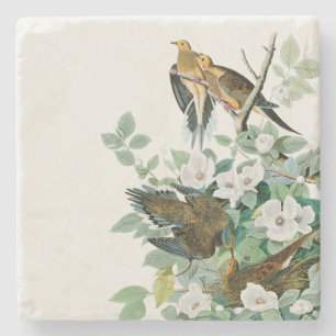 Carolina Turtle Dove, Birds of America by John Jam Stone Coaster