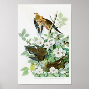 Carolina Turtle Dove John Audubon Birds of America Poster