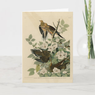 Carolina Turtle Dove Mourning Dove Audubon's Birds Card