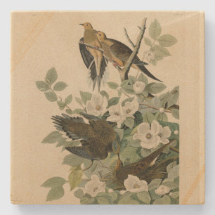 Carolina Turtle Dove Mourning Dove Audubon's Birds Stone Coaster