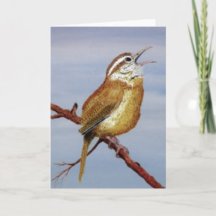 Carolina Wren Greeting Card