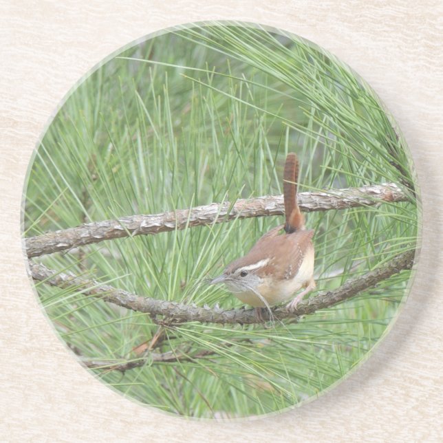 Carolina Wren in Pine Tree Coaster (Front)