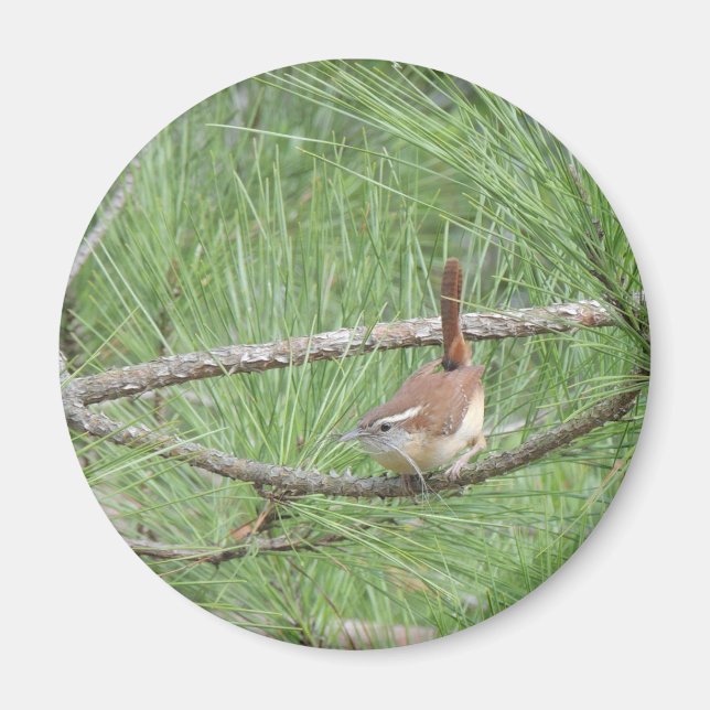 Carolina Wren in Pine Tree Magnet (Front)