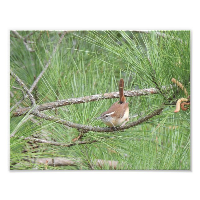 Carolina Wren in Pine Tree Photo Print (Front)