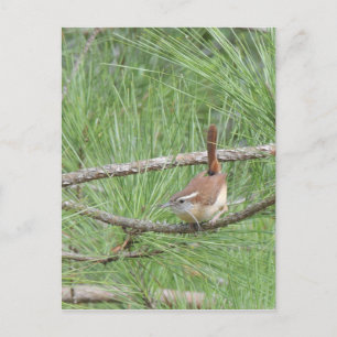 Carolina Wren in Pine Tree Postcard