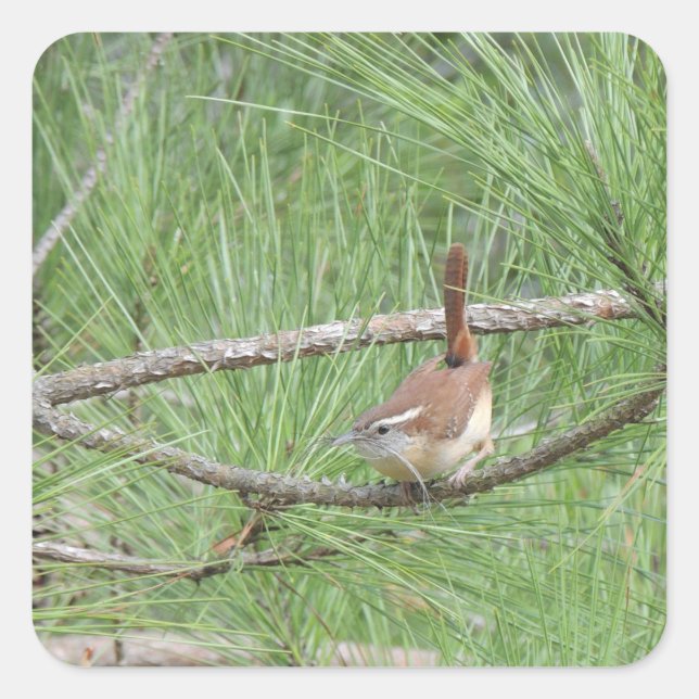 Carolina Wren in Pine Tree Square Sticker (Front)