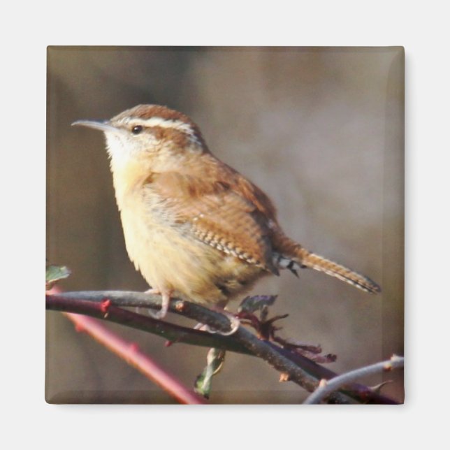 Carolina Wren Magnet (Front)