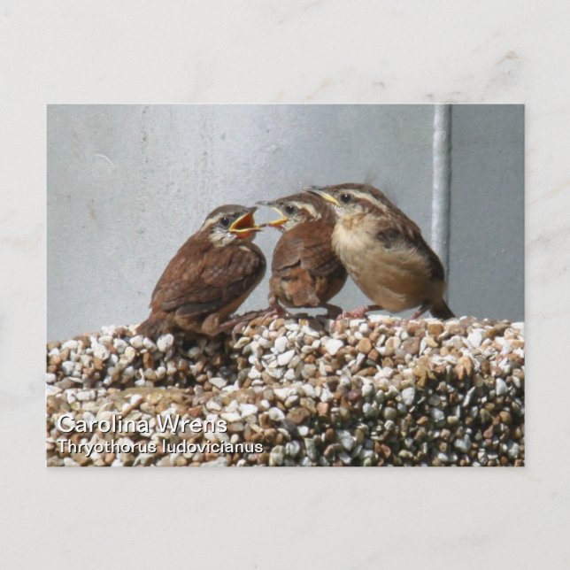 Carolina Wren Postcard (Front)