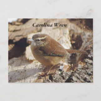 Carolina Wren Postcard