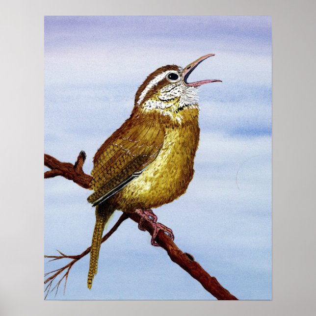 Carolina Wren Poster (Front)