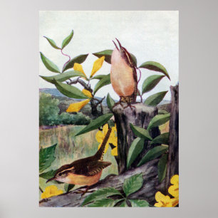 Carolina Wrens and Yellow Jessamine Poster