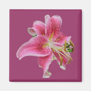 Carolyn's Lily Magnet