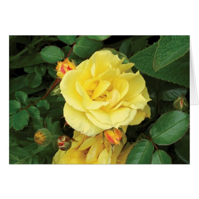 Carolyn's Rose Card (Front Horizontal)