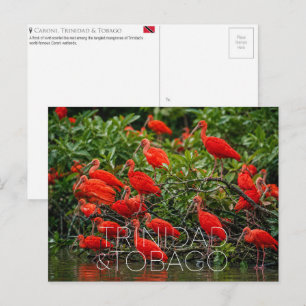 Caroni Bird Sanctuary, Trinidad & Tobago Travel  Postcard