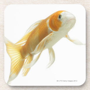 Carp (Cyprinus carpio) Coaster