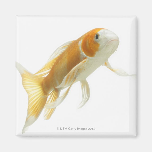 Carp (Cyprinus carpio) Magnet (Front)
