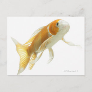 Carp (Cyprinus carpio) Postcard
