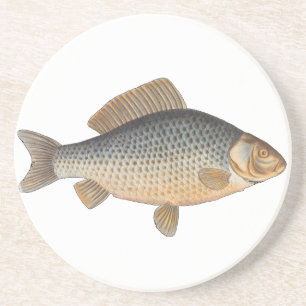 Carp fish fishing painting freshwater drawing coaster