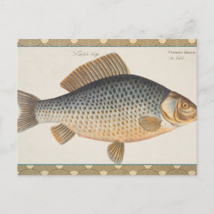 Carp fish fishing painting freshwater drawing postcard