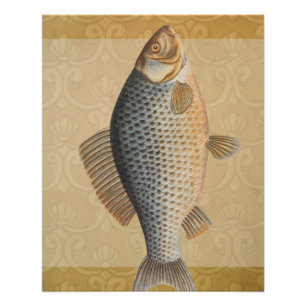 Carp fish fishing painting freshwater drawing poster