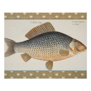 Carp fish fishing painting freshwater drawing poster