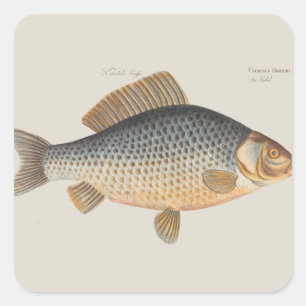 Carp fish fishing painting freshwater drawing square sticker