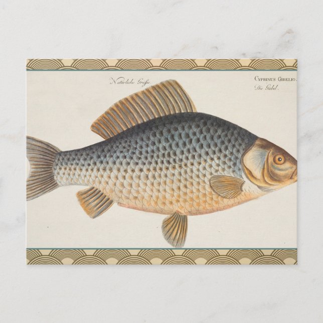 Carp fish fishing painting freshwater postcard (Front)