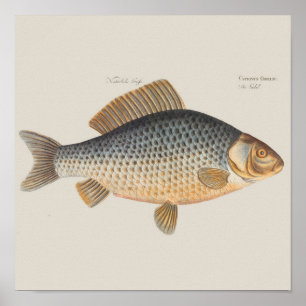 Carp fish fishing painting freshwater poster