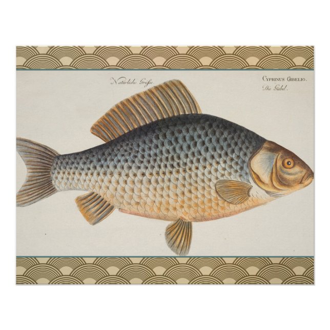 Carp fish fishing painting freshwater poster (Front)