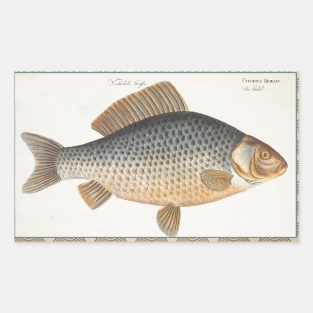 Carp fish fishing painting freshwater rectangular sticker (Front)
