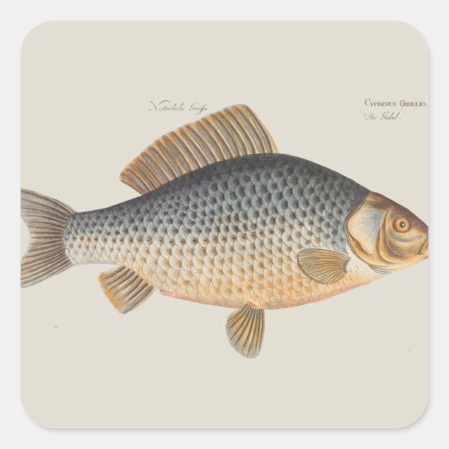 Carp fish fishing painting freshwater square sticker (Front)