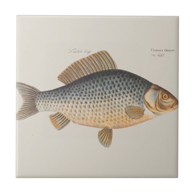 Carp fish fishing painting freshwater tile (Front)