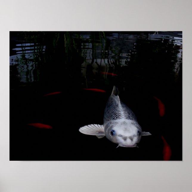 Carp Fish Poster (Front)