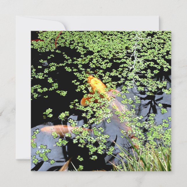 Carp  invitation (Front)