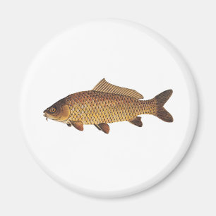 Carp Magnet