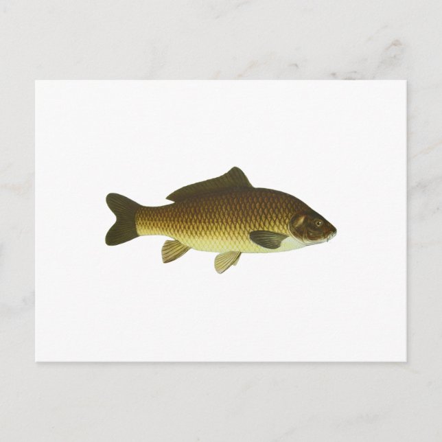 Carp Postcard (Front)