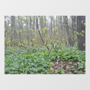 Carpathian Forest Floor Romania Nature Photograpy