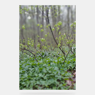 Carpathian Forest Floor Romania Nature Photograpy Acrylic Sign