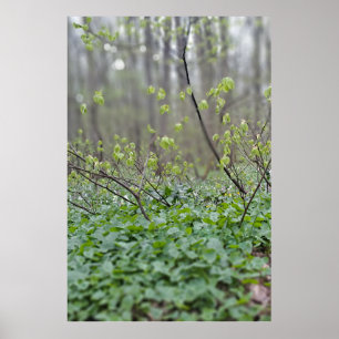Carpathian Forest Floor Romania Nature Photograpy Poster